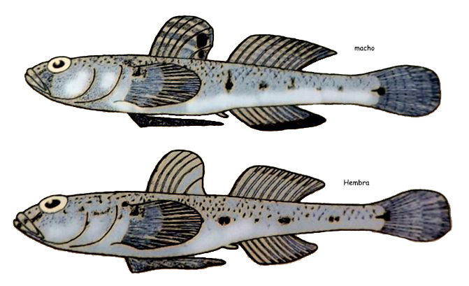Pomatoschistus marmoratus_01.jpg